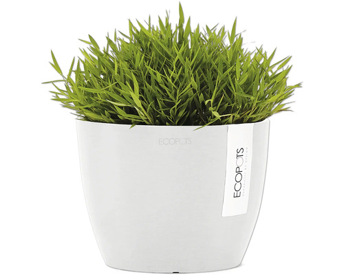 Pot avec plantes ornementales vertes