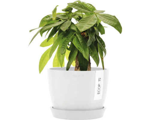 Châtaignier porte-bonheur dans un pot pour plantes d''intérieur