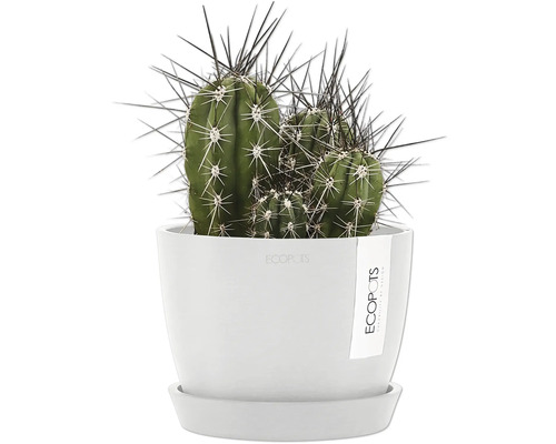 Cactus en pot blanc