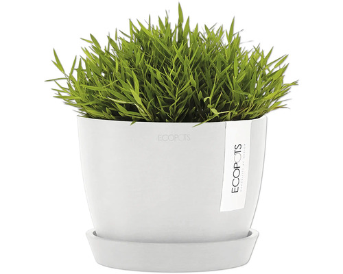 Pot avec plante verte