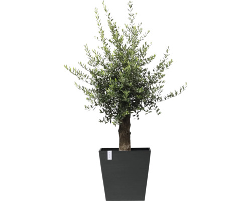 Olivenbaum im Topf