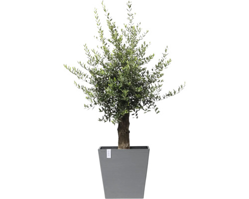 Olivenbaum in einem grauen Pflanzgefäß