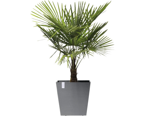 Chinesische Hanfpalme in einem Pflanzgefäß