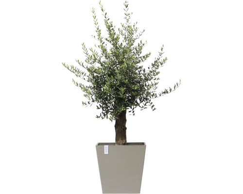 Olivenbaum im Topf