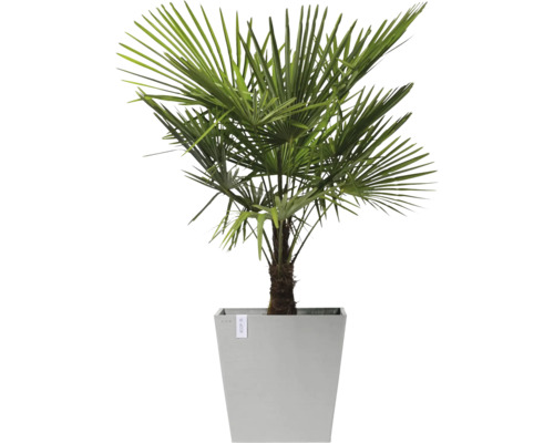 Palmier chanvre de Chine dans un bac à plantes