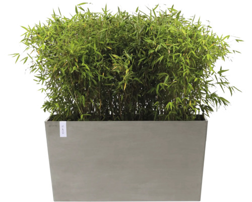 Bambou dans une jardinière grise