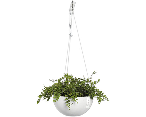 Plante suspendue avec des feuilles vertes dans un pot blanc