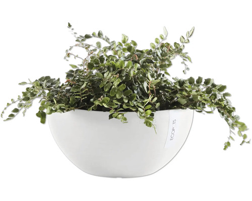 Mühlenbeckia Pflanze im weißen Pflanzgefäß