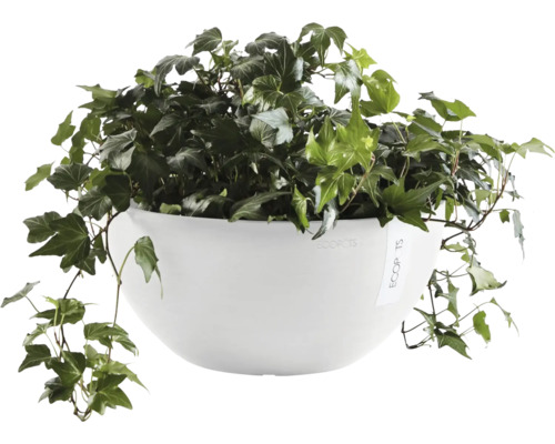 Efeu in weißem Pflanzgefäß