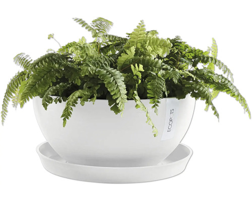 Grüner Farn in weißem Übertopf