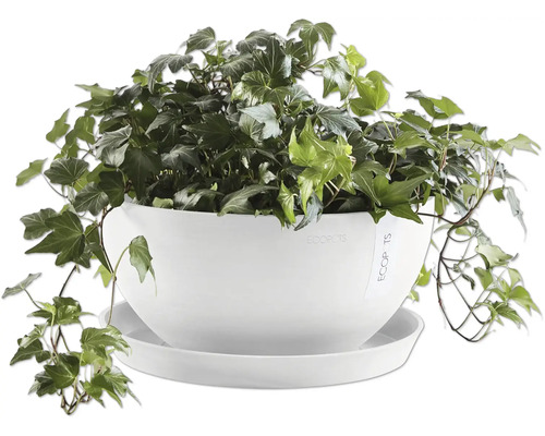 Efeu in weißem Pflanzgefäß mit Untersetzer