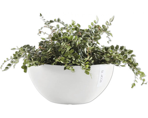 Korbmarante in weißem Übertopf