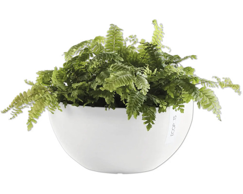 Grüner Farn in einem weißen Pflanzgefäß.