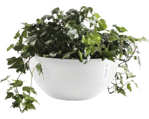 Efeu in einem weißen Ecopots Pflanzgefäß