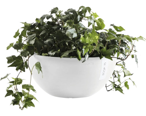 Efeu in weißem Topf