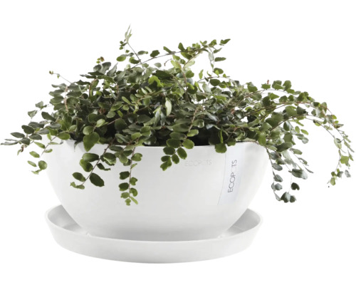 Zimmerpflanze in einem Topf mit Untersetzer