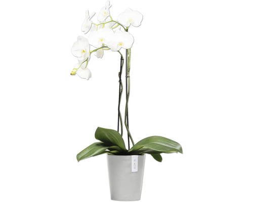Weisse Orchidee im Topf
