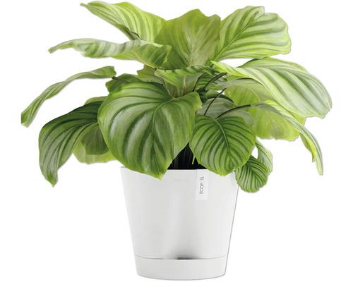 Calathea plante d''intérieur dans un pot blanc
