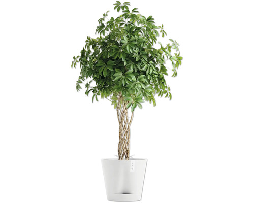 Schefflera Zimmerpflanze im Topf