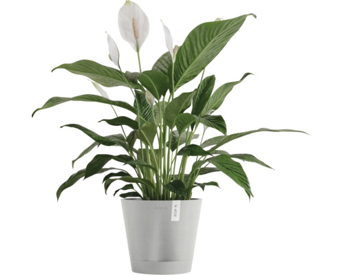 Fleur de lune en pot