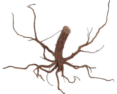 Décoration d'aquarium racine Red Spider XL racine d'aquarium env. 30 - 50 cm Bois de racine pour aquariums