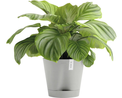 Calathea Zimmerpflanze im Topf