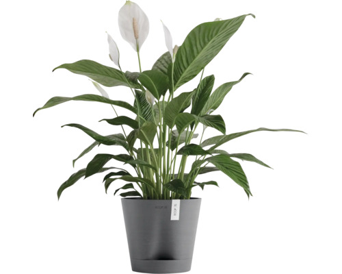 Einblatt im Topf mit weißen Blüten und grünen Blättern.