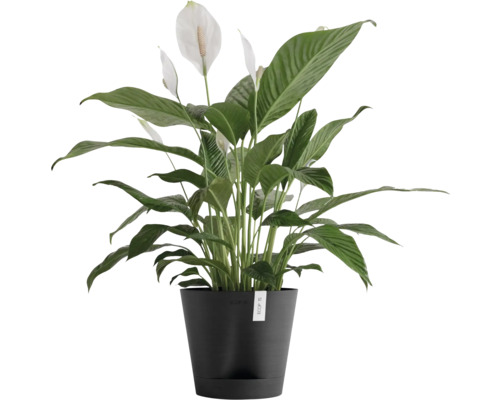 Spathiphyllum en pot