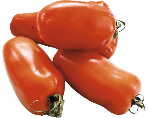 Tomate bio 'San Marzano' FloraSelf Bio pot Ø 10,5 cm