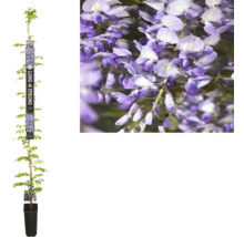 Blauregen im Topf mit violetten Blüten