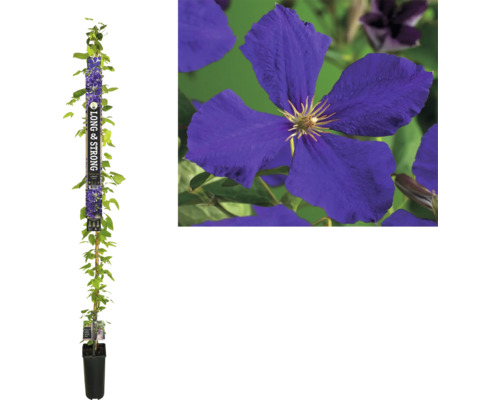 Clématite à grosses fleurs FloraSelf Clematis Hybride 'Jackmanii' h 190 cm Co 5,25 l