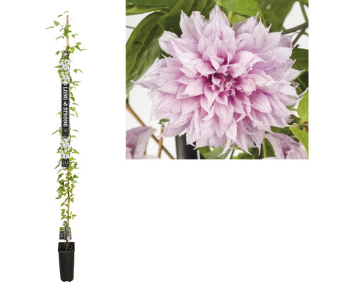 Clématite Floraself Clematis Multi Pink® h 190 cm Co 5,25 l, fleur double
