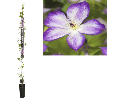 Clématite à grosses fleurs FloraSelf Clematis 'PERNILLE' h 190 cm Co 5,25 l, variété à floraison riche