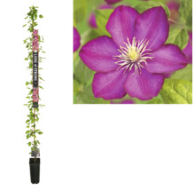 Clematis im Topf mit Blüte im Detail