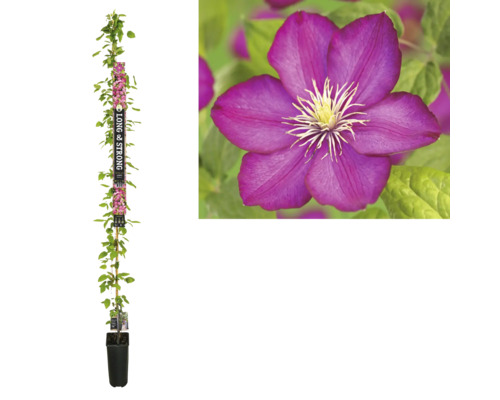 Clématite à grosses fleurs FloraSelf Clematis Hybride 'Ville de Lyon' h env. 190 cm Co 5,25 l