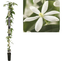 L''image montre une clématite en pot grimpant le long d''un bâton, ainsi qu''un gros plan d''une seule fleur blanche.