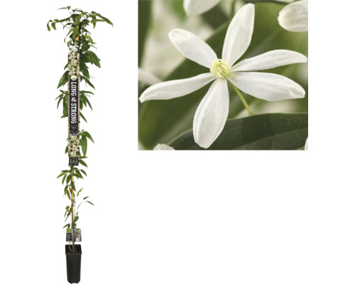 L''image montre une clématite en pot grimpant le long d''un bâton, ainsi qu''un gros plan d''une seule fleur blanche.