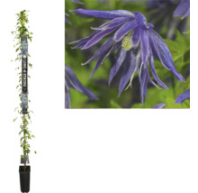 Clématite en pot avec des fleurs bleues.