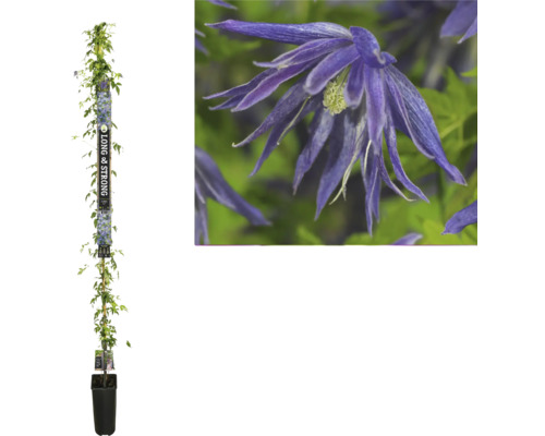 Clématite à grosses fleurs FloraSelf Clematis 'Spiky' PBR h env. 190 cm Co 5,25 l