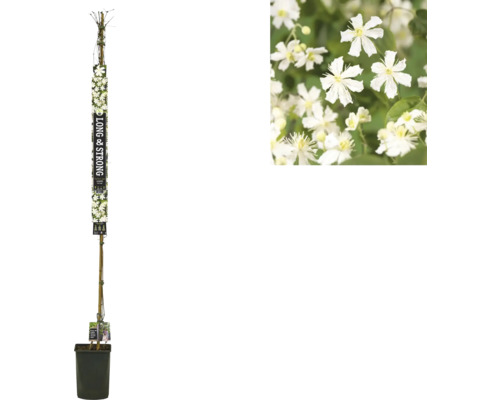 Clématite à grosses fleurs FloraSelf Clematis 'Paul Farges' h env. 190 cm Co 5,25 l, floraison abondante