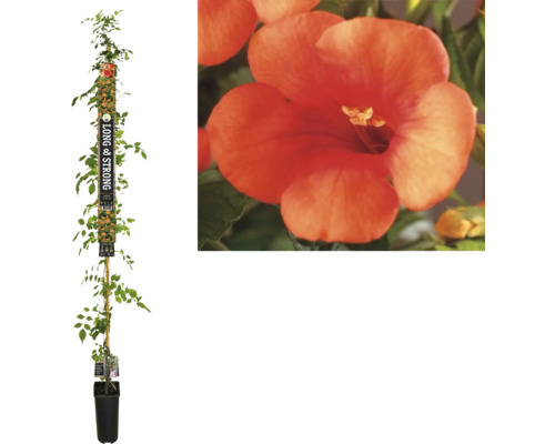 Bignone FloraSelf Campsis tagliabuana 'Madame Galen' h env. 190 cm Co 5,25 l Bignone sur une canne de bambou en pot