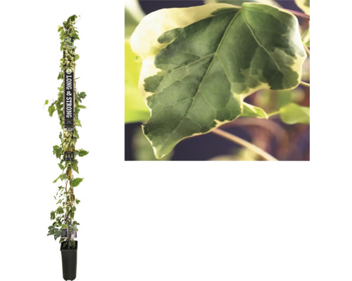 Lierre jaune multicolore FloraSelf Hedera 'Gloire de Marengo' h env. 190 cm Co 5,25 l