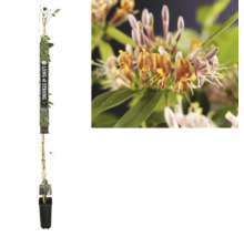 Chèvrefeuille odorant en pot avec gros plan de fleurs