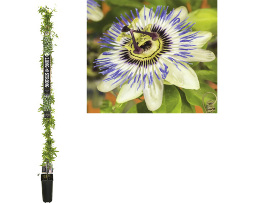Fleur de la passion FloraSelf Passiflora caerulea h env. 190 cm Co 5,25 l