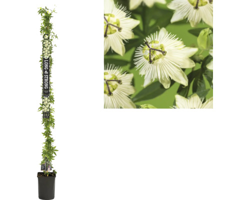 Fleur de la passion FloraSelf Passiflora 'Snow Queen' PBR h env. 190 cm Co 5,25 l Fleur de la passion en pot avec support d''escalade et gros plan de la fleur