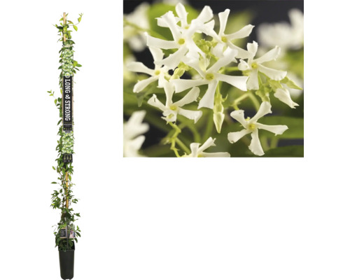 Jasmin étoilé FloraSelf Trachelospermum jasminoides h env. 190 cm Co 5,25 l