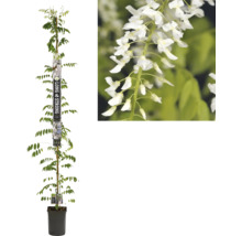 Kletterpflanze mit weißen Blüten in einem Topf