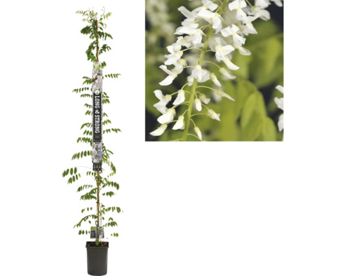 Blauregen, Glyzine FloraSelf Wisteria floribunda 'Alba' H ca. 190 cm Co 5,25 L Kletterpflanze mit weißen Blüten in einem Topf