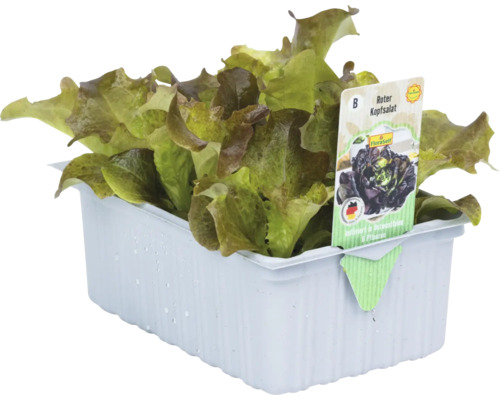 Laitue pommée rouge en barquette