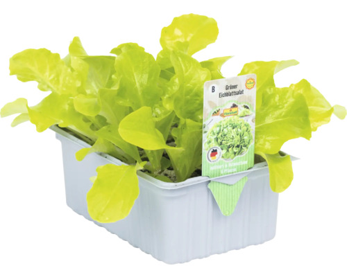 Laitue feuille de chêne verte en barquette